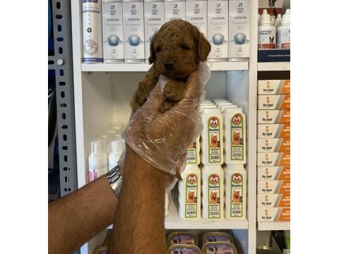 Sağlık ve ırk garantili poodle yavrularımız