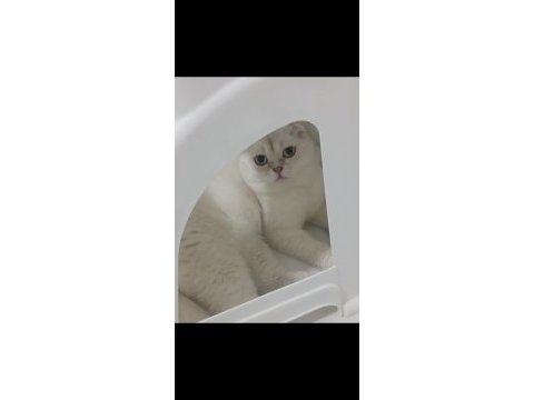 7 aylık erkek scottish fold ücretsiz