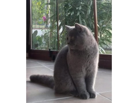 25 şubat doğumlu british shorthair oğlumuz yuvasını aryor