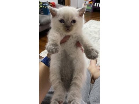 2 yavru kaldı british shorthair
