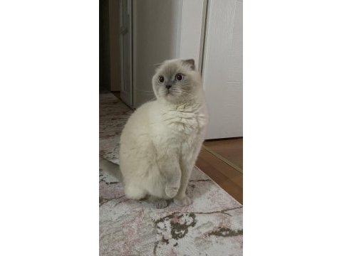 Erkek british shorthair sahiplendirilecektir
