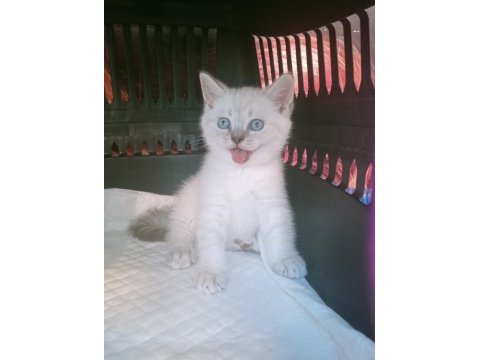 Mavi gözlü blue point yavru kediler