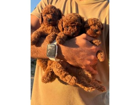 Aşılı çiş eğitimli kore poodle bebekler