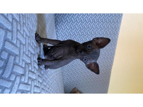 A kalite şecereli safkan kanada sphynx