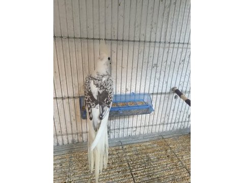 Cf pearl bir erkek ve bir dişi 6 aylık