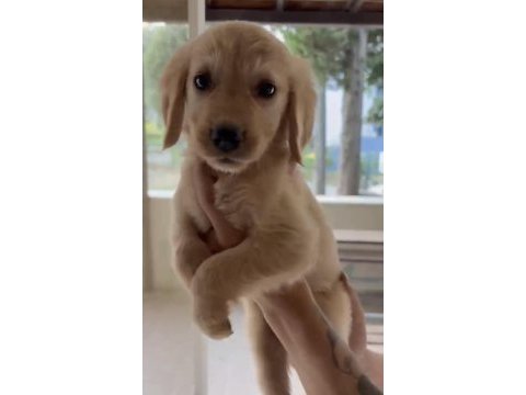 Son golden retriever yavrular