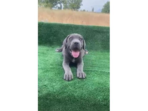 Dev cane corso yavruları