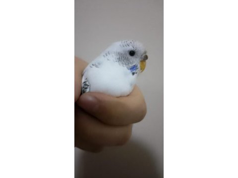 Mavi boncuk gibi dişi 1 yaş muhabbet kuşu