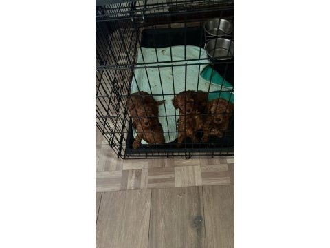 Dark red 1 numara toy poodle ve tee cup toy poodle yavru