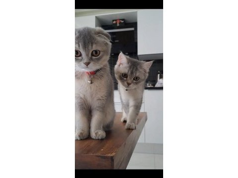 3.5 aylık erkek british shorthair