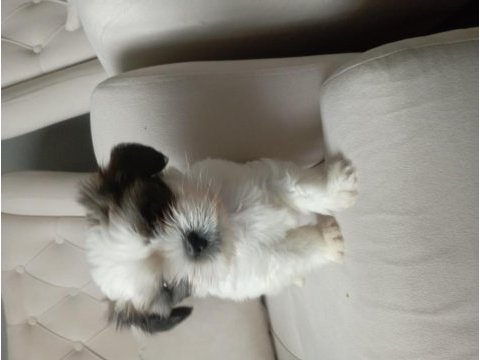 Shih tzu 2 erkek yavru
