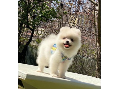 Pomeranian boo yavrular