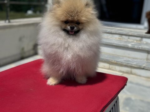 Yasal çiftlikde ziyarete açık pomeranian boo