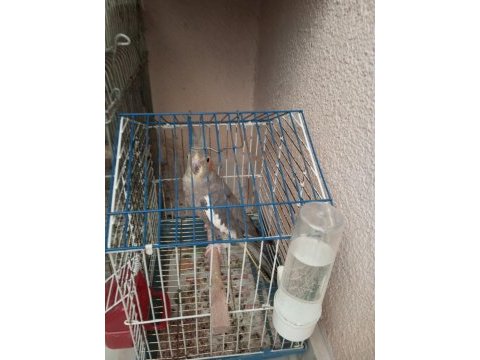 Grey dişi sultan papağanı