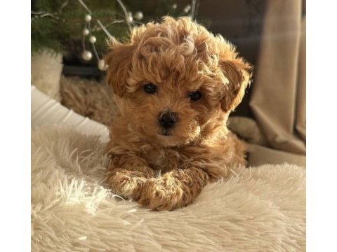Muhteşem anatomili maltipoo bebeklerimiz!
