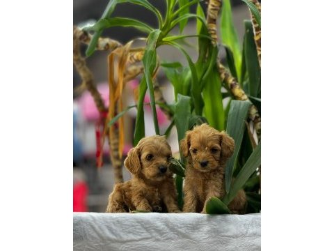 Boncuk gözlü orjinal maltipoo yavrularımız
