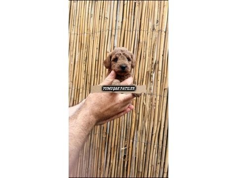 Sevimli ırk toy poodle