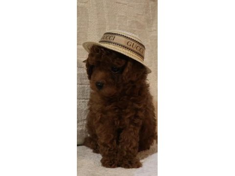 Kore poodle bebeklerim teslime hazır