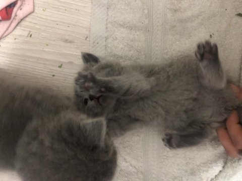 Dişi tombul scottish fold beybilerim