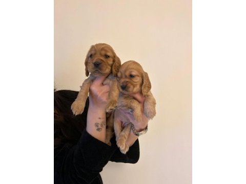 Baby face american cocker yavrularımız