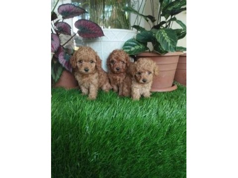Poodle yavru
