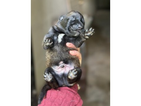Koyu maske belçika kurdu yavrularımız