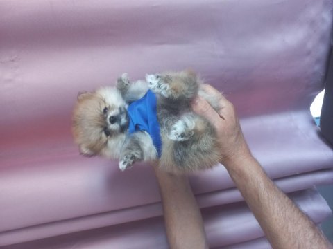 Pomeranian boo erkek a kalite