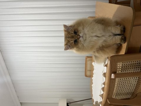 Erkek british longhair 1 yaşında
