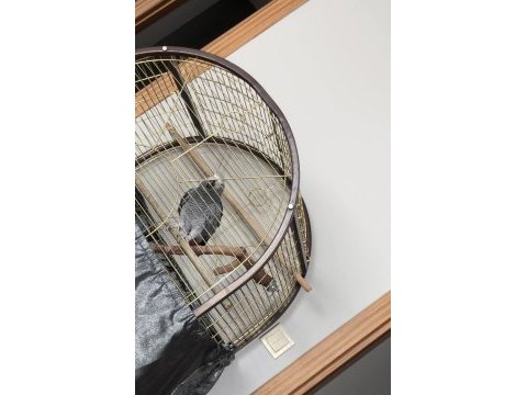 2.5 yaşında çok konuşan jako papağanı
