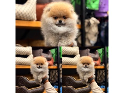 Adana pomeranian boo ayı surat yavru
