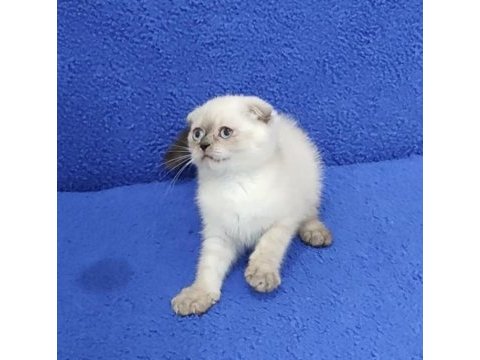 Teslime hazır mükemmel bir scottish fold