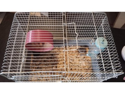 Anne ve yavru hamster
