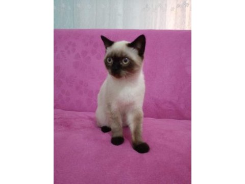 Erkek bakımlı british blue longhair