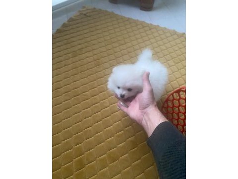 Pomeranian boo kar beyaz 2 aylık erkek