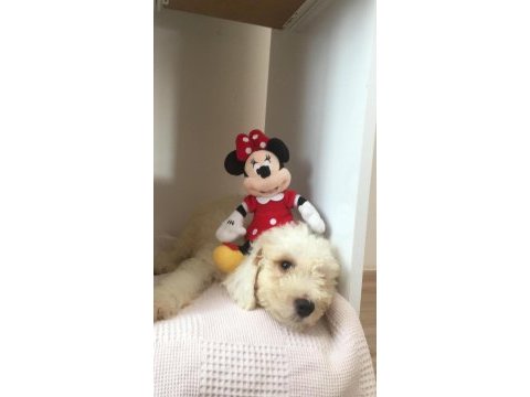 Maltipoo 2,5 aylık