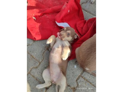 3 dişi yavru köpeğe yuva arıyorum