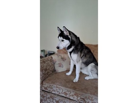 Sibirya kurdu köpeğimiz