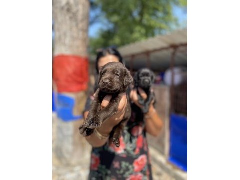 Çikolata labrador yavrularım