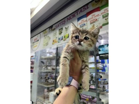 A kalite sağlıklı yavrular british shorthair