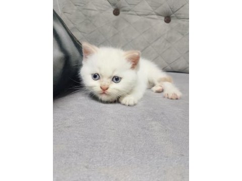 Scottish fold yavrularımız