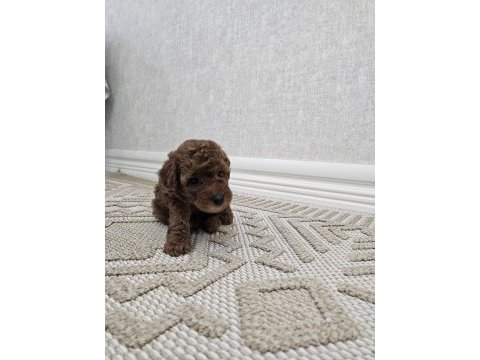 4 aylık dişi oyun bağımlısı poodle