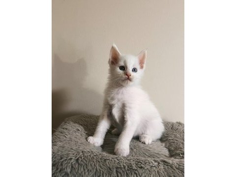 Xxl şecereli şampiyon kan hattı black maine coon