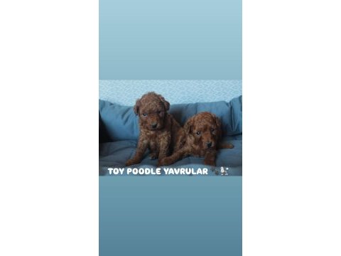 Premıum kalite toy poodle yavruları
