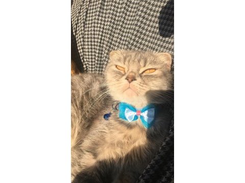 1 yaşında scottish fold kedim dişi