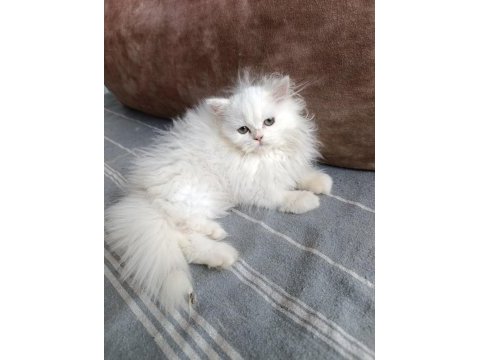 70 günlük british longhair