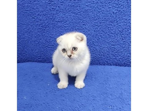 Scottish fold teslime hazır ponçik kaçmaz