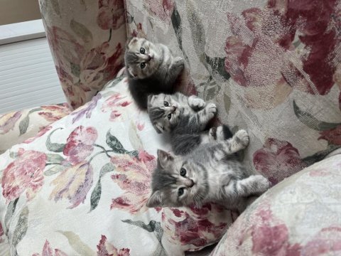Scottish fold british shorthair yavrular
