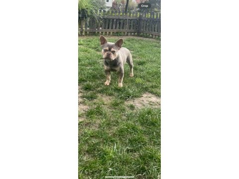 10 aylık french bulldog ücretsiz