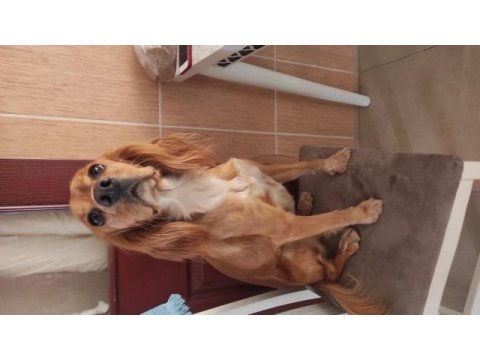 Çiko 1 yaşında english cocker