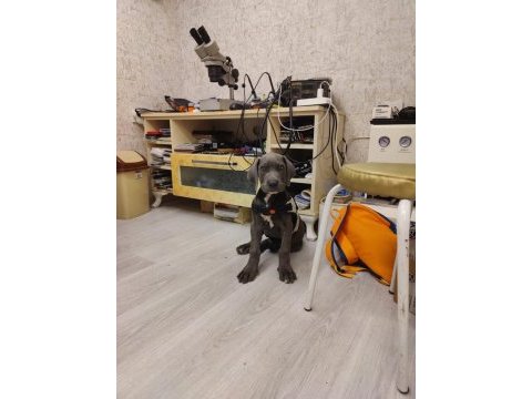 Cane corso yavru